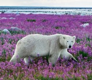 Protect The Nature